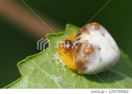 トリノフンダマシ（メス） 120794082