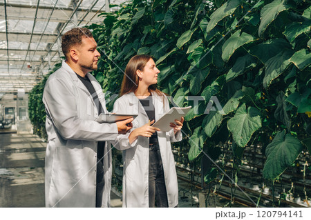 A diverse team of researchers is collaborating in a greenhouse, focusing on advanced vegetable science and data analysis to enhance agricultural practices for greater efficiency and sustainability 120794141