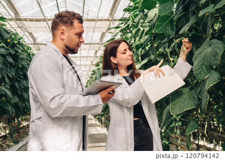 Scientists Conducting Research in a Greenhouse for Vegetable Cultivation. In a vibrant greenhouse full of diverse plants, two researchers in lab coats study growth patterns and gather crucial data 120794142