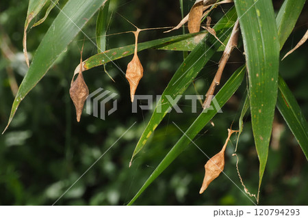 3個のオオトリノフンダマシの卵のう 120794293