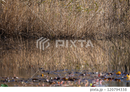 Colorful water reeds reflecting in a pond in autmn, Brussels, Belgium Colorful water reeds reflecting in a pond in autmn, Brussels, Belgium 120794338