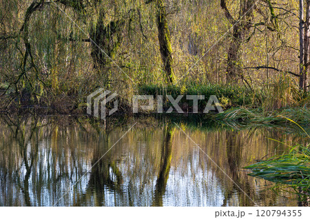 Colorful autumn trees reflecting in a water pond, Jette, Belgium Colorful autumn trees reflecting in a water pond, Jette, Belgium 120794355