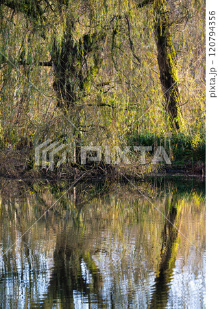 Colorful autumn trees reflecting in a water pond, Jette, Belgium 120794356