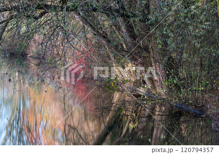 Colorful autumn trees reflecting in a water pond, Jette, Belgium 120794357
