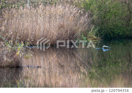 Colorful water reeds reflecting in a pond in autmn, Jette, Belgium 120794358