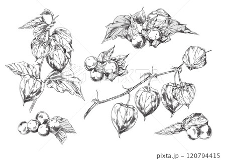 Physalis set. Berries, sepals, leaves on a branch. 120794415
