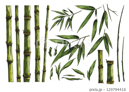 Vector graphics with a set of bamboo branches, leaves and stems in a minimalistic design 120794418