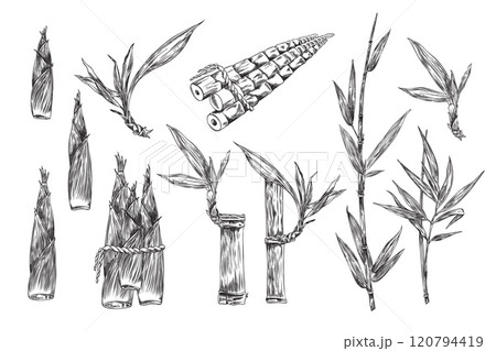 Bamboo plant leaves, branches, stalk and grain bunch tied with rope engraved sketch vector set, tropical forest harvest 120794419