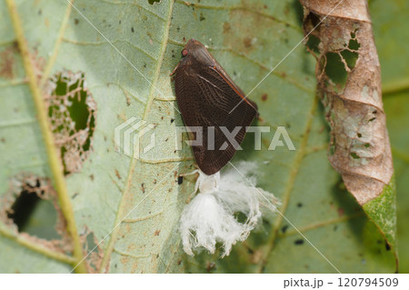 チュウゴクアミガサハゴロモ(外来種)と羽化殻 チュウゴクアミガサハゴロモ(外来種)と羽化殻 120794509