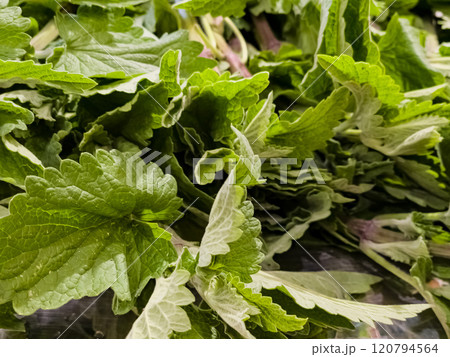 Close-up of freshly cut lemon balm prepared for drying. Medicinal herbs Close-up of freshly cut lemon balm prepared for drying. Medicinal herbs 120794564