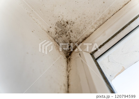 A significant mold infestation is visible in the corner of a room, close to a window, indicating poor ventilation and moisture problems that may affect health 120794599