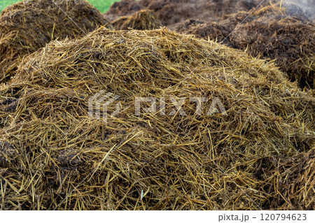 A large mound of fresh manure is prominently displayed at a farm, highlighting its potential as an organic fertilizer to enrich the soil for upcoming planting A large mound of fresh manure is prominently displayed at a farm, highlighting its potential as an organic fertilizer to enrich the soil for upcoming planting 120794623