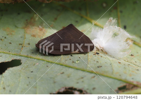チュウゴクアミガサハゴロモ(外来種)と羽化殻 チュウゴクアミガサハゴロモ(外来種)と羽化殻 120794648