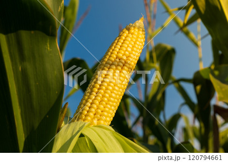 A cob of corn on the stalk. A ripe ear of corn in a field at sunset A cob of corn on the stalk. A ripe ear of corn in a field at sunset 120794661