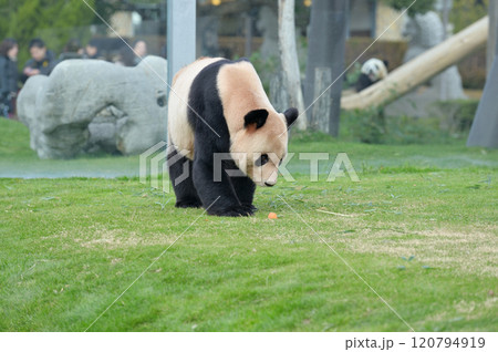 お散歩中の永明 120794919