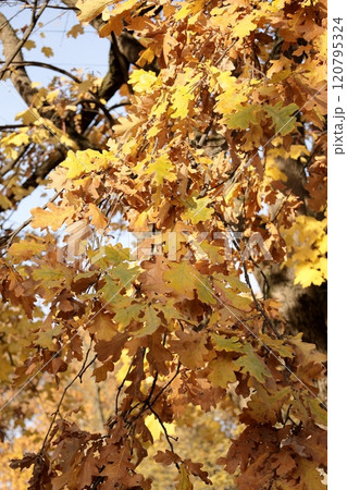 Autumn leaves on maple trees Foliage in park in sun. Natural autumn background.  120795324
