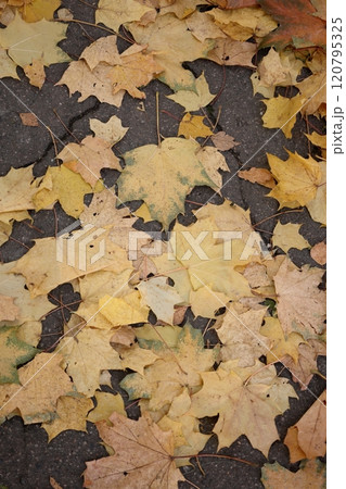 Autumn leaves on maple trees Foliage in park in sun. Natural autumn background. Autumn leaves on maple trees Foliage in park in sun. Natural autumn background. 120795325