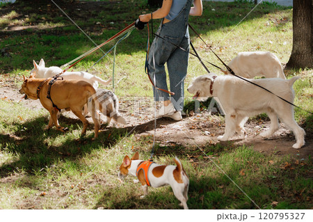 woman is walking her dogs on leashes in park, pack of dogs 120795327