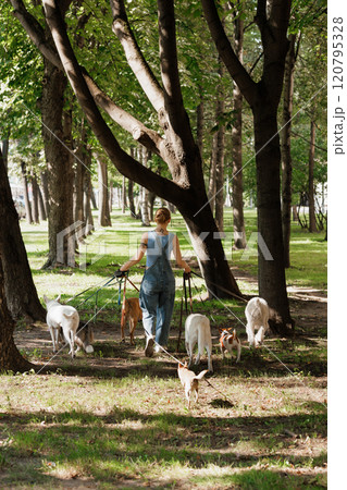 woman walks with dogs in park, each dog on leash. view from back 120795328