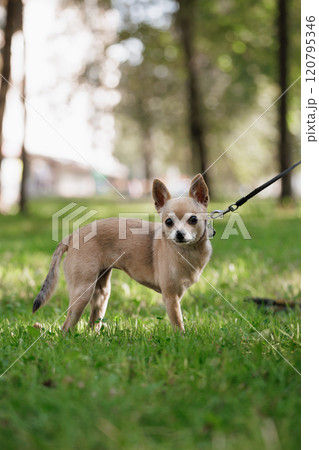 Chihuahua, small dog is standing in a grassy field with a leash on. Chihuahua, small dog is standing in a grassy field with a leash on. 120795346