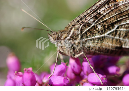 Grayling butterfly on pink bell heather flowers in close up Grayling butterfly on pink bell heather flowers in close up 120795624