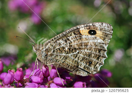 Grayling butterfly on pink bell heather flowers in close up Grayling butterfly on pink bell heather flowers in close up 120795625