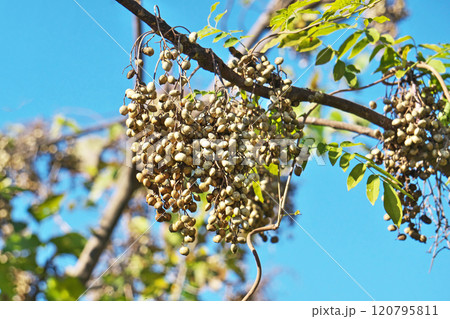 白いハゼノキの実（秋、十一月） 120795811