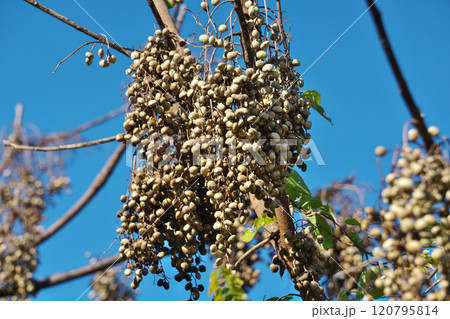 白いハゼノキの実(秋、十一月) 白いハゼノキの実(秋、十一月) 120795814