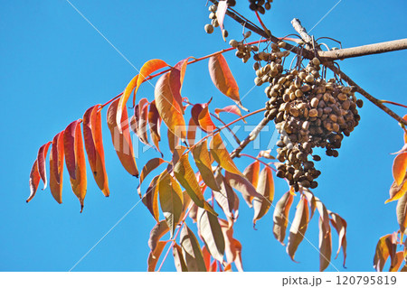 白いハゼノキの実（秋、十一月） 120795819