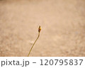 花後～咲き終わり。 120795837