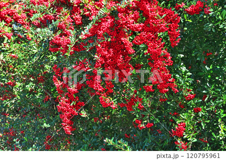 赤い小さなピラカンサスの実（秋、十一月） 120795961