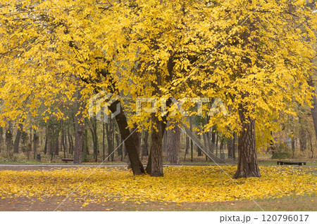 Autumn landscape. Autumn tree with bright golden foliage in autumn park, autumn landscape scene Autumn landscape. Autumn tree with bright golden foliage in autumn park, autumn landscape scene 120796017