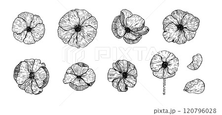 Engraved had drawing viola pansies flowers set. Black ink linear sketch violet flower blossoms and petals for greeting card design, sticker, logo, print, pattern design Engraved had drawing viola pansies flowers set. Black ink linear sketch violet flower blossoms and petals for greeting card design, sticker, logo, print, pattern design 120796028