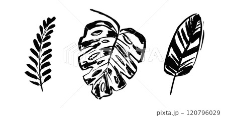 Artistic set of grunge textured vector black ink hand dawning tropical leaves, fern, palm, monstera leaf. Sketch paintbrush botanical elements for textile pattern design, greeting card, logo Artistic set of grunge textured vector black ink hand dawning tropical leaves, fern, palm, monstera leaf. Sketch paintbrush botanical elements for textile pattern design, greeting card, logo 120796029