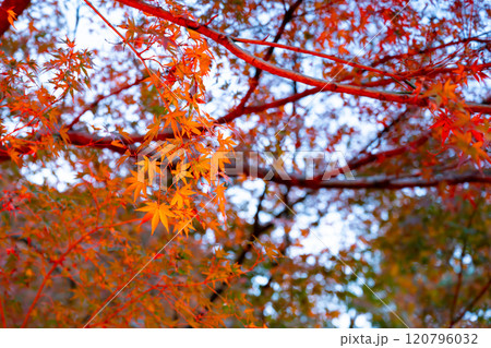 東京都港区白金台　八芳園の紅葉(TOKYO RED GARDEN) 120796032