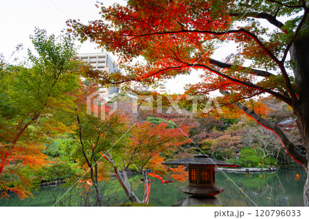 東京都港区白金台　八芳園の紅葉(TOKYO RED GARDEN) 120796033