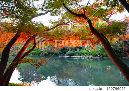 東京都港区白金台　八芳園の紅葉(TOKYO RED GARDEN) 120796035
