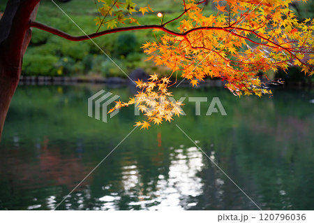 東京都港区白金台 八芳園の紅葉(TOKYO RED GARDEN) 東京都港区白金台 八芳園の紅葉(TOKYO RED GARDEN) 120796036