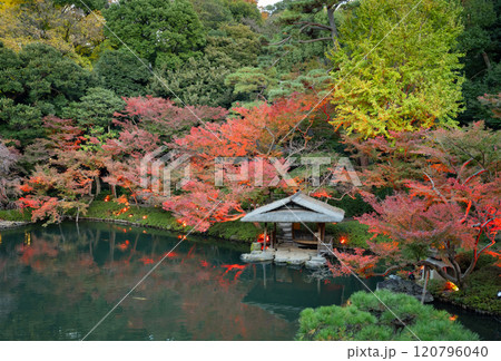 東京都港区白金台 八芳園の紅葉(TOKYO RED GARDEN) 東京都港区白金台 八芳園の紅葉(TOKYO RED GARDEN) 120796040