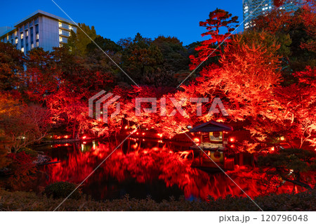 東京都港区白金台 八芳園の紅葉(TOKYO RED GARDEN) 東京都港区白金台 八芳園の紅葉(TOKYO RED GARDEN) 120796048