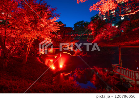 東京都港区白金台 八芳園の紅葉(TOKYO RED GARDEN) 東京都港区白金台 八芳園の紅葉(TOKYO RED GARDEN) 120796050