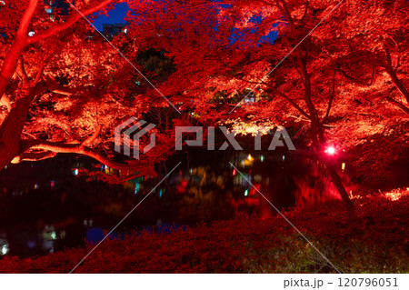 東京都港区白金台 八芳園の紅葉(TOKYO RED GARDEN) 東京都港区白金台 八芳園の紅葉(TOKYO RED GARDEN) 120796051