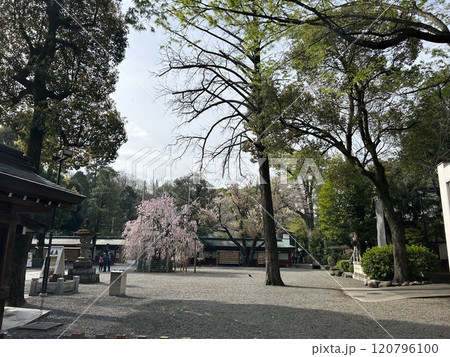 東京都府中市の神社、大國魂神社の中雀門と枝垂れ桜です。 120796100
