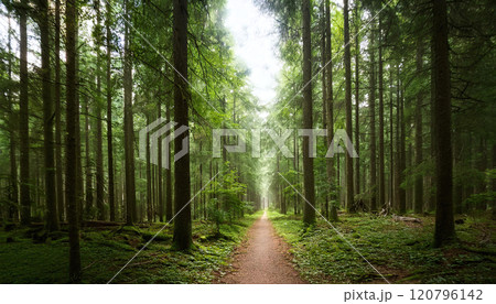 深い森の一本道 120796142