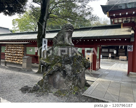 東京都府中市の神社、大國魂神社の中雀門前の狛犬の吽です。 120796187