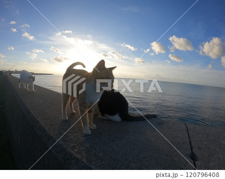 さくらねこ、海を眺める さくらねこ、海を眺める 120796408
