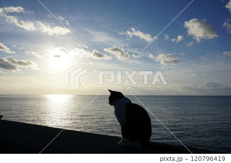 堤防沿いを歩く地域猫 120796419