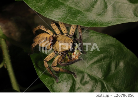 生き物　蜘蛛　カマスグモ、南方系のがっしりタイプのクモ。メスは体長二センチ前後 120796856