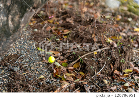 渇水で露わになった、木に引っかかって捨てられた釣り道具の一部 120796951