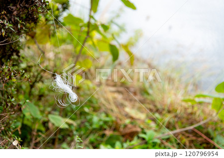 釣り糸を切ってしまった釣り人が釣り糸をまとめた後に持って帰るのが嫌で植え込みに引っ掛けて捨てた釣り糸 120796954